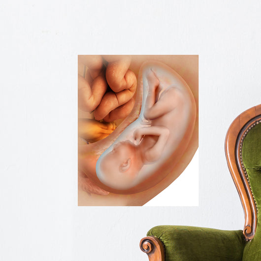 Medical Illustration Fetus Development Wall Decal Design 2