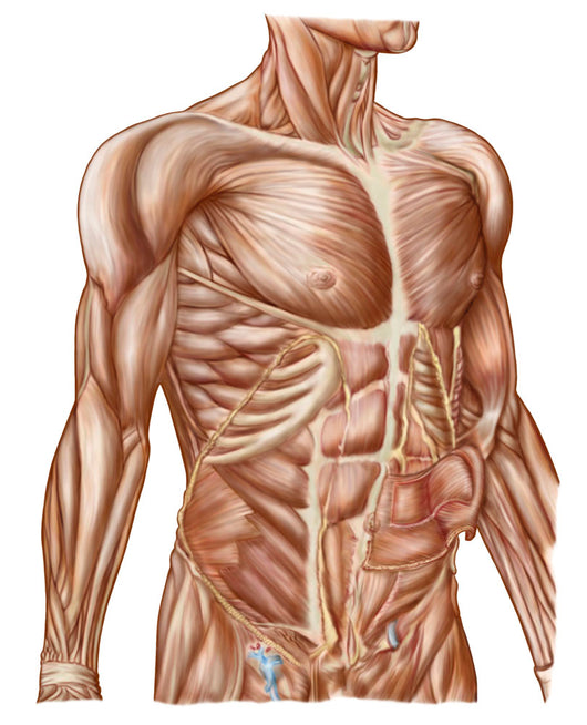 Anatomy Human Abdominal Muscles Wall Decal Design 2