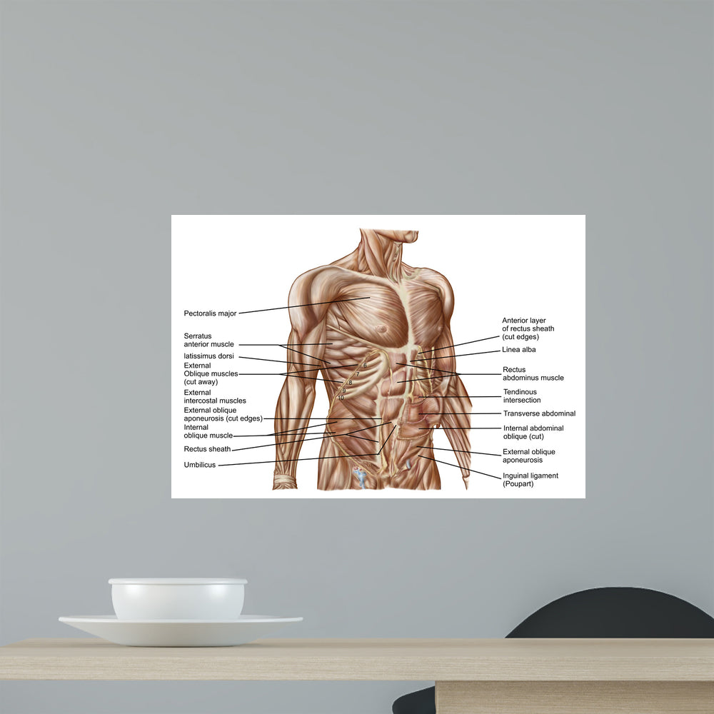 Anatomy Human Abdominal Muscles Wall Decal Design 1 - WallMonkeys.com ...