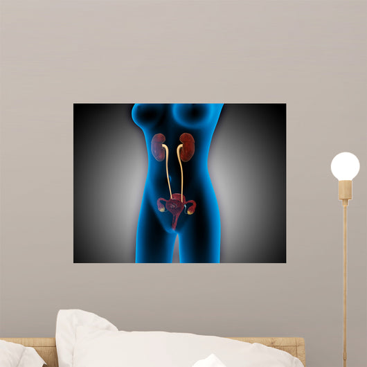 X-ray Female Body with Wall Decal