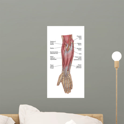 Anatomy Forearm Muscles Anterior Wall Decal Design 1