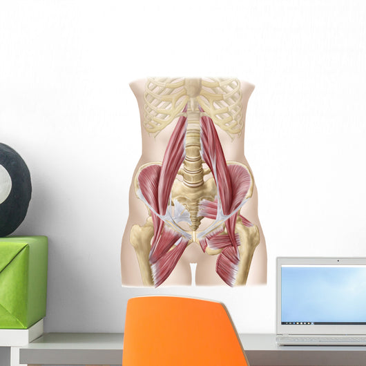 Anatomy Iliopsoa Wall Decal