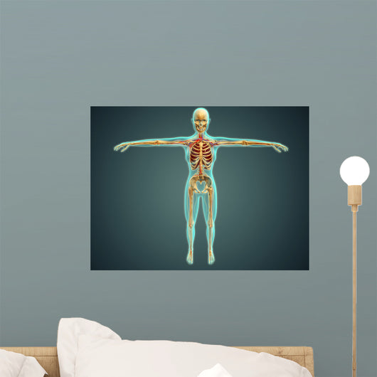 Human Body Showing Skeletal Wall Decal Design 2