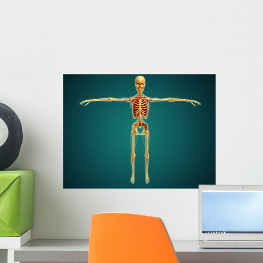 Front Human Skeleton with Wall Decal