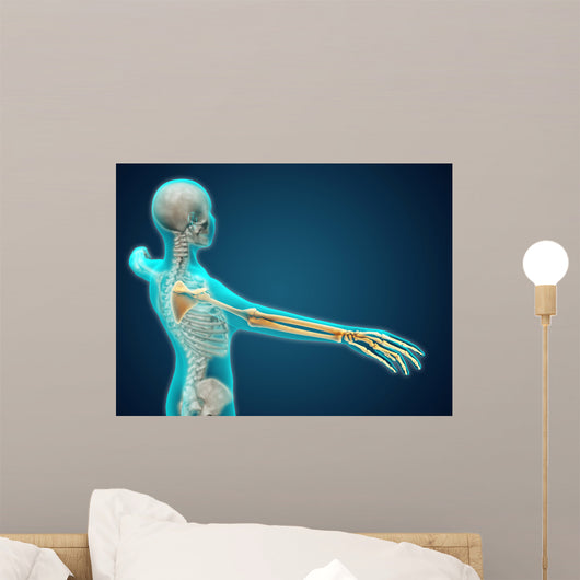 X-ray Human Body Showing Wall Decal