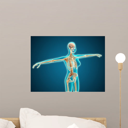 X-ray Female Body Showing Wall Decal