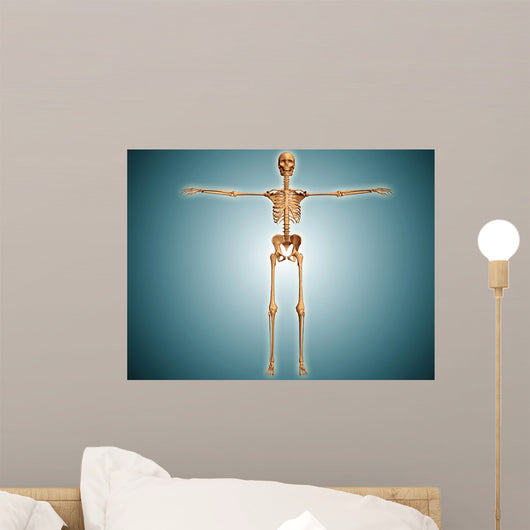 Front Human Skeletal System Wall Decal