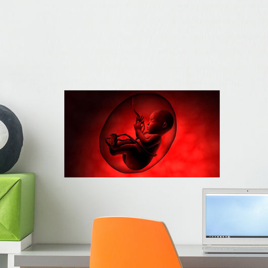 Human Fetus inside Amniotic Wall Decal