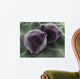 Microscopic Birch Tree Pollen Wall Decal
