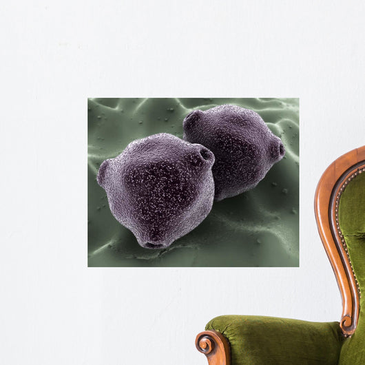 Microscopic Birch Tree Pollen Wall Decal