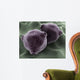 Microscopic Birch Tree Pollen Wall Decal