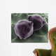 Microscopic Birch Tree Pollen Wall Decal