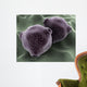 Microscopic Birch Tree Pollen Wall Decal