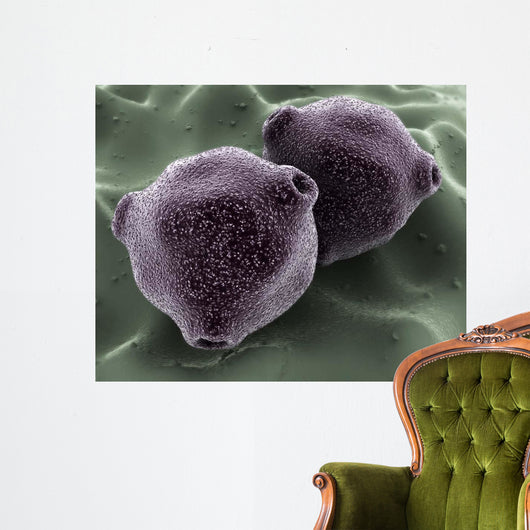 Microscopic Birch Tree Pollen Wall Decal
