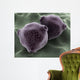 Microscopic Birch Tree Pollen Wall Decal