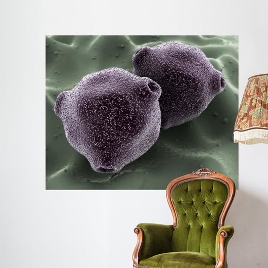 Microscopic Birch Tree Pollen Wall Decal
