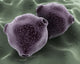 Microscopic Birch Tree Pollen Wall Decal