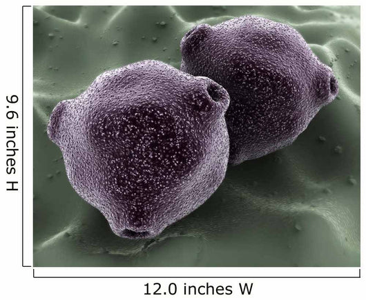 Microscopic Birch Tree Pollen Wall Decal