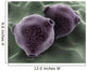 Microscopic Birch Tree Pollen Wall Decal