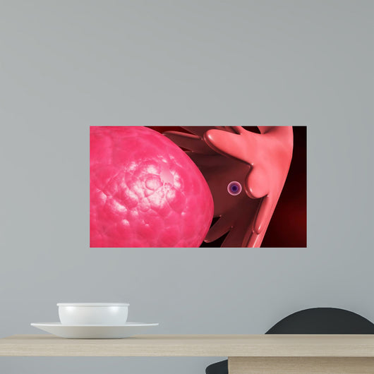 Releasing Egg from Female Wall Decal