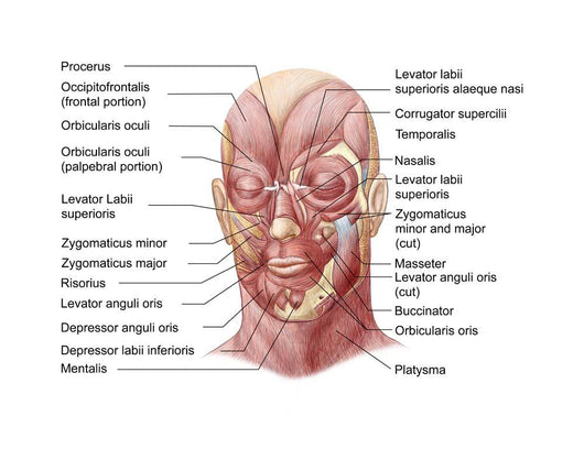Facial Muscles Human Face Wall Decal Design 2