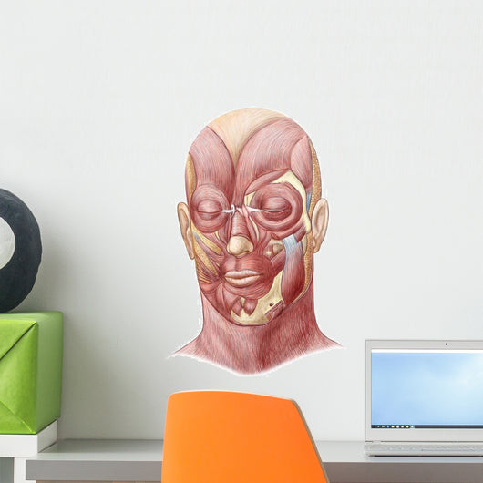 Facial Muscles Human Face Wall Decal Design 1