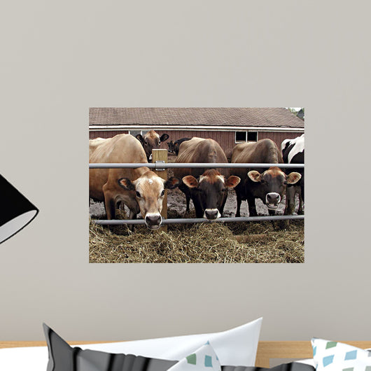 Cows Wall Decal