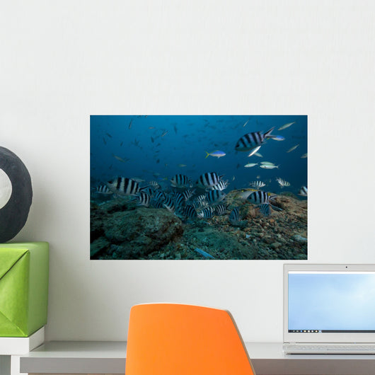 School Sergeant Major Fish Wall Decal