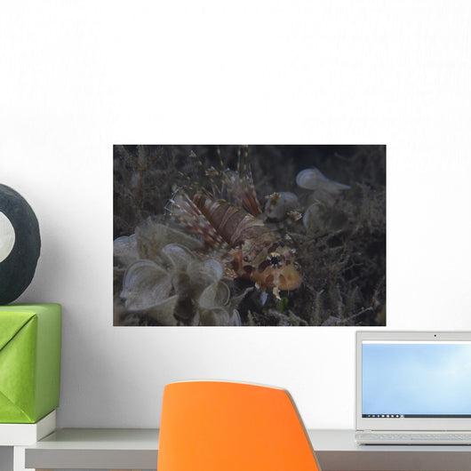 Juvenile Lionfish Hides Inshore Wall Decal