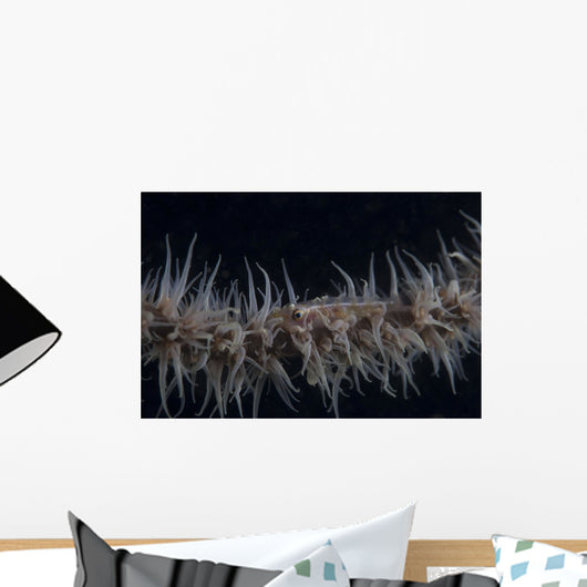 Whip Coral Goby Fiji Gray Wall Decal