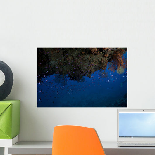 Schooling Anthias Fish under Wall Decal