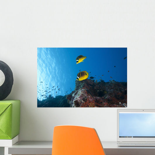 Pair Racoon Butterflyfish Swimming Wall Decal