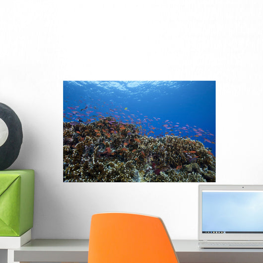 Schooling Anthias Fish Landscape Wall Decal