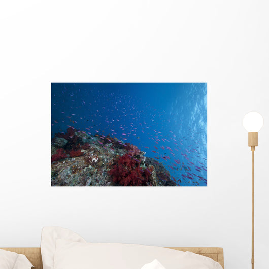 Schooling Anthias Fish Looking Up Wall Decal