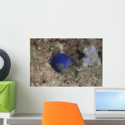 Damselfish Beqa Lagoon Fiji Wall Decal
