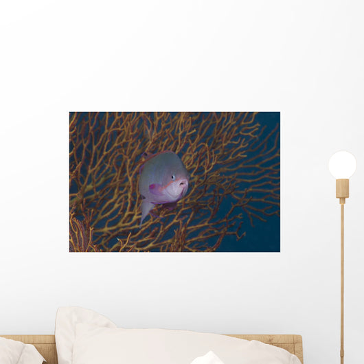 Tropical Fish with Gorgonian Wall Decal