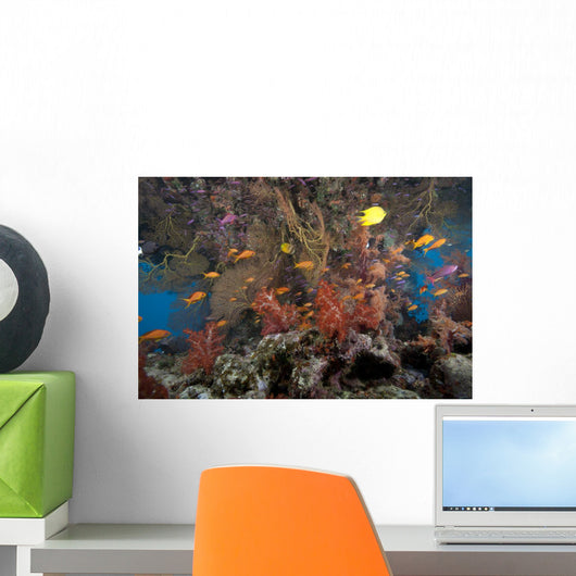 Schooling Scalefin Anthias Fish Landscape Wall Decal
