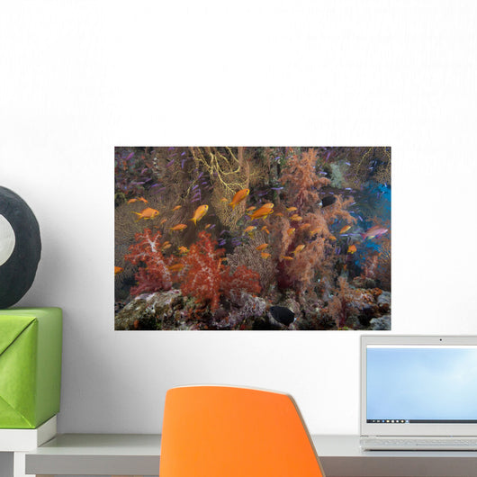 Schooling Scalefin Anthias Fish Close-up Wall Decal