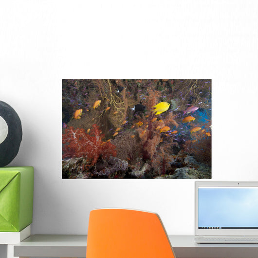 Schooling Scalefin Anthias Fish Wall Decal