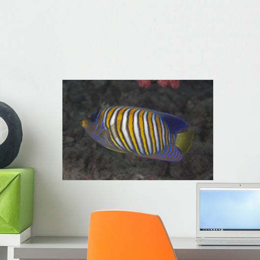 Regal Angelfish Swimming Waters Close-up Wall Decal