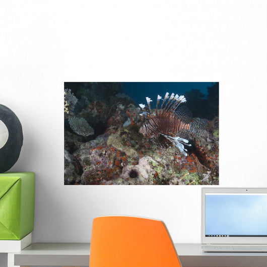 Large Common Lionfish Swimming Close-up Wall Decal