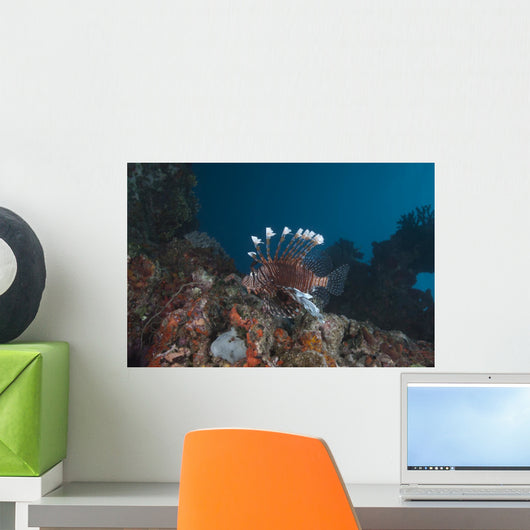 Large Common Lionfish Swimming Wall Decal