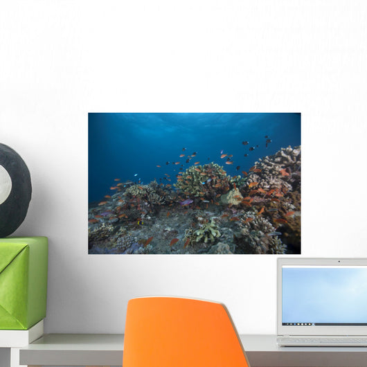 Schooling Anthias Fish Wide Side Wall Decal