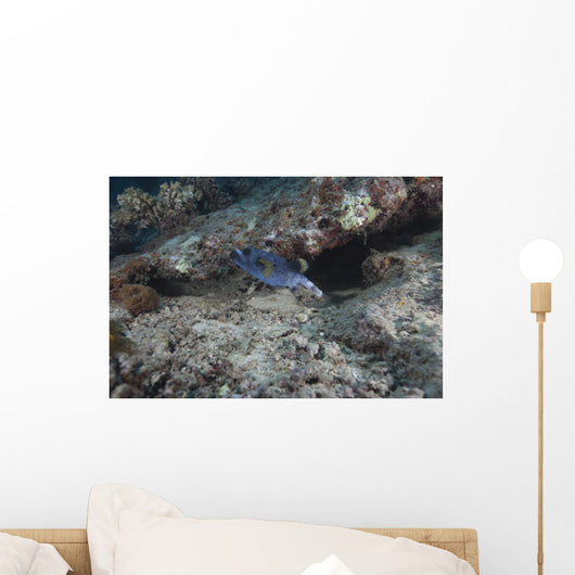 Blackspotted Puffer Fiji Wall Decal
