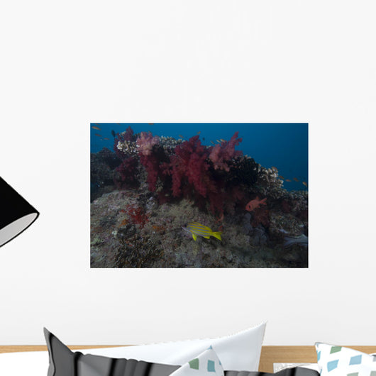 Soft Coral Fijian Reef with Fish Wall Decal
