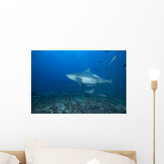 Large Bull Shark Bistro Turning Right Wall Decal