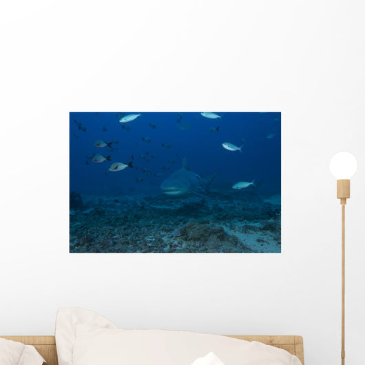 Large Bull Shark Bistro Distant Front Wall Decal