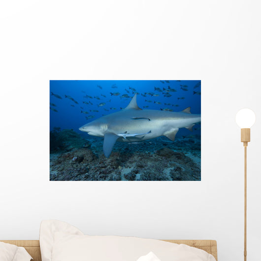 Large Bull Shark Bistro with School Wall Decal