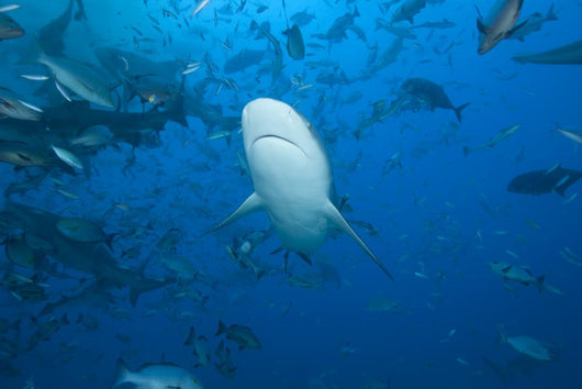 Large Bull Shark Bistro Jaw View Wall Decal