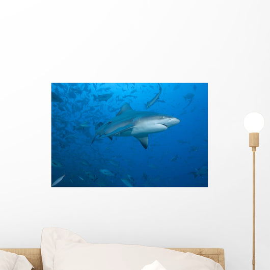 Large Bull Shark Bistro Bottom Right Wall Decal